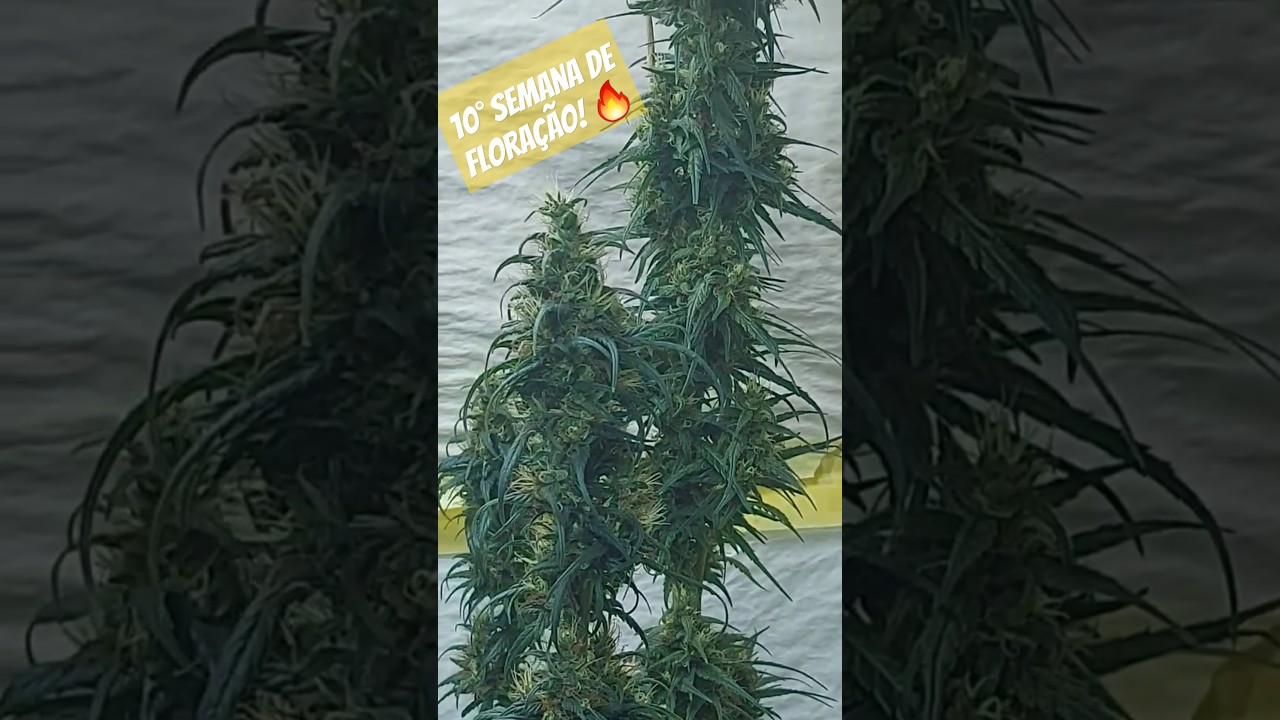GROWBIARRA + PRENSADO 10&deg; DE FLORA + CLONES #cultivodecannabis #plantarpranaocomprar #legalizej&aacute;