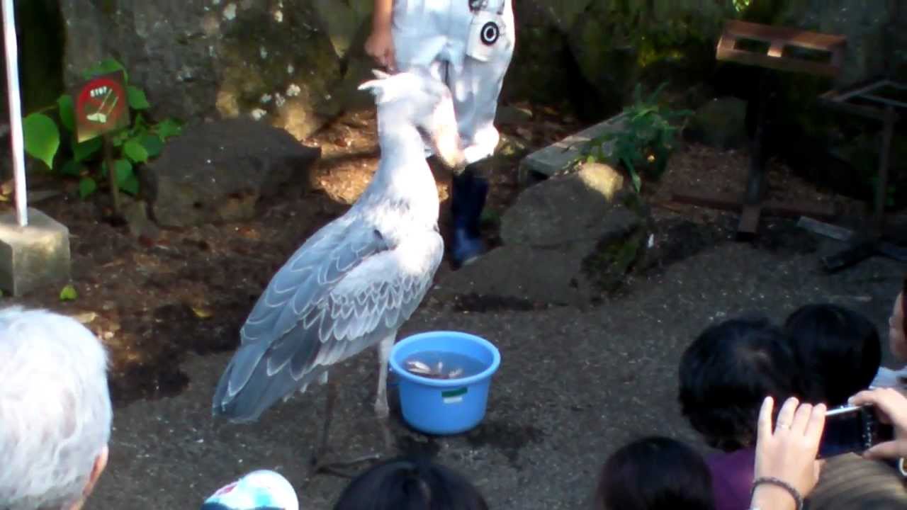 ハシビロコウの食事＠伊豆シャボテン公園2010