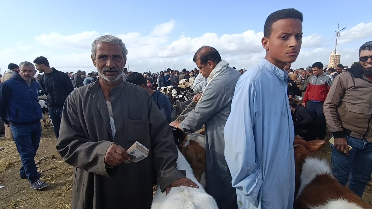 ممنوع الاقتراب من العجول البقرى القنيه (سوق كفر الشيخ)٢٠٢٥/٣/١٩