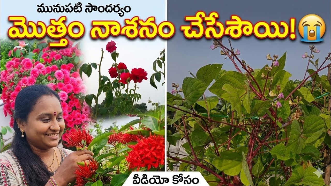 ఉడతల వల్ల మా ఫ్రెండ్ జ్యోతి గారి గార్డెన్ ఆగమైపోయింది! 😭 ఏం చేయాలో దారి చెప్పండి ప్లీజ్! 🙏