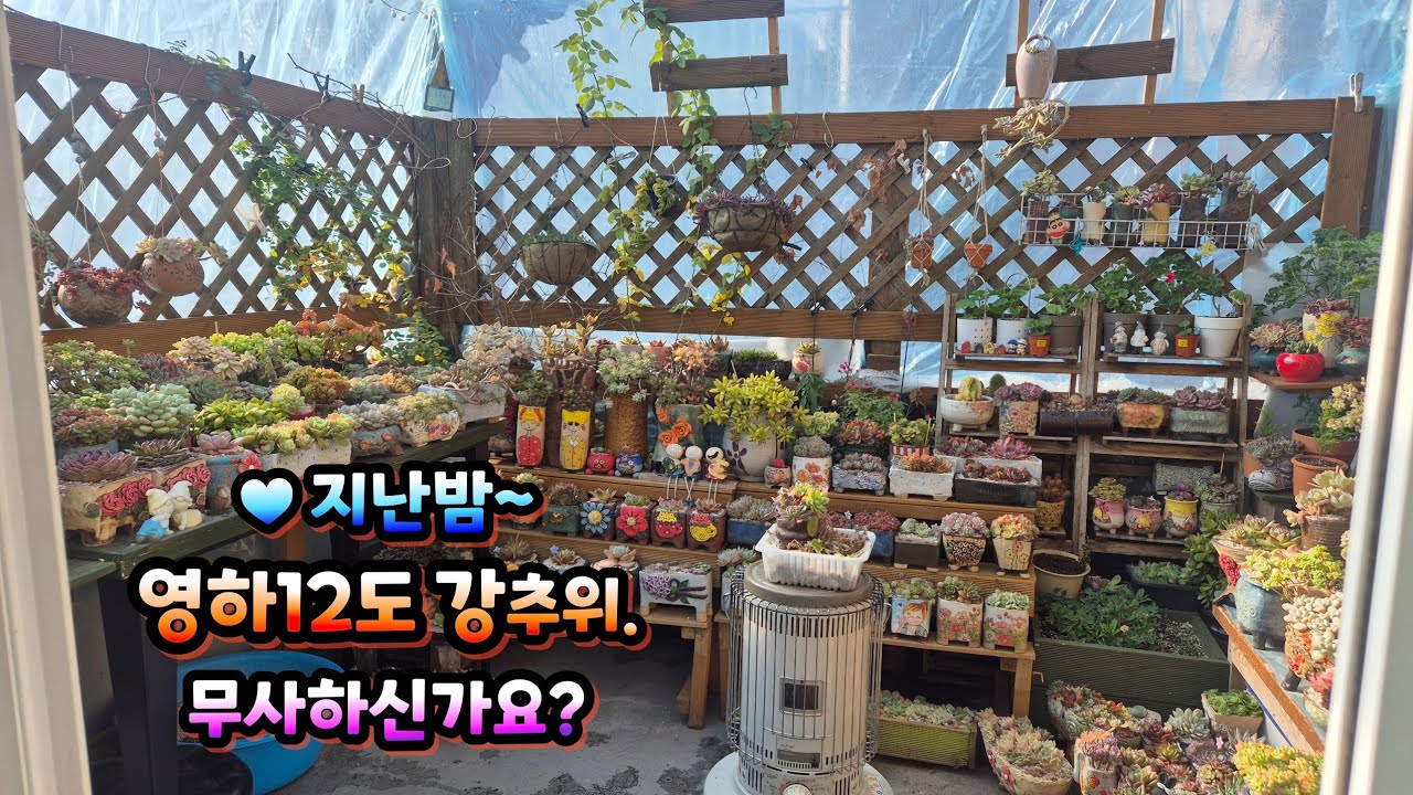 날은 춥고~궁시렁. 오십견이 왠말이래요.ㅠ♥️ 운동이 필요한데 시작이 엄두가 안나요.#옥상다육키우기 #옥상하우스 #succulent #옥상다육 #다육