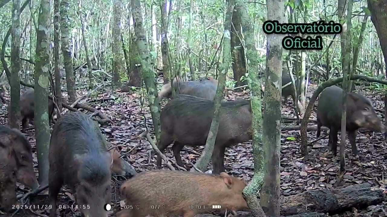 Não dá pra acreditar 😱 o que a câmera de trilha filmou no saleiro 