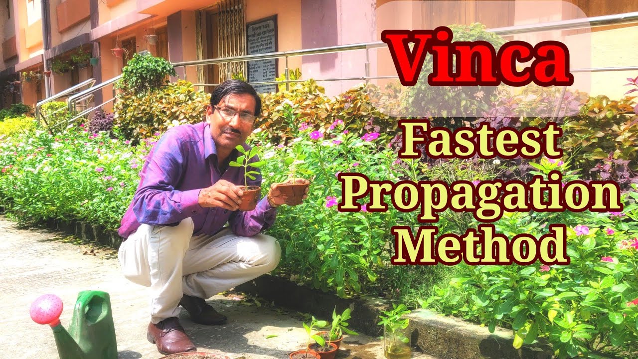 Fastest propagation method of Vinca /Sadabahar
