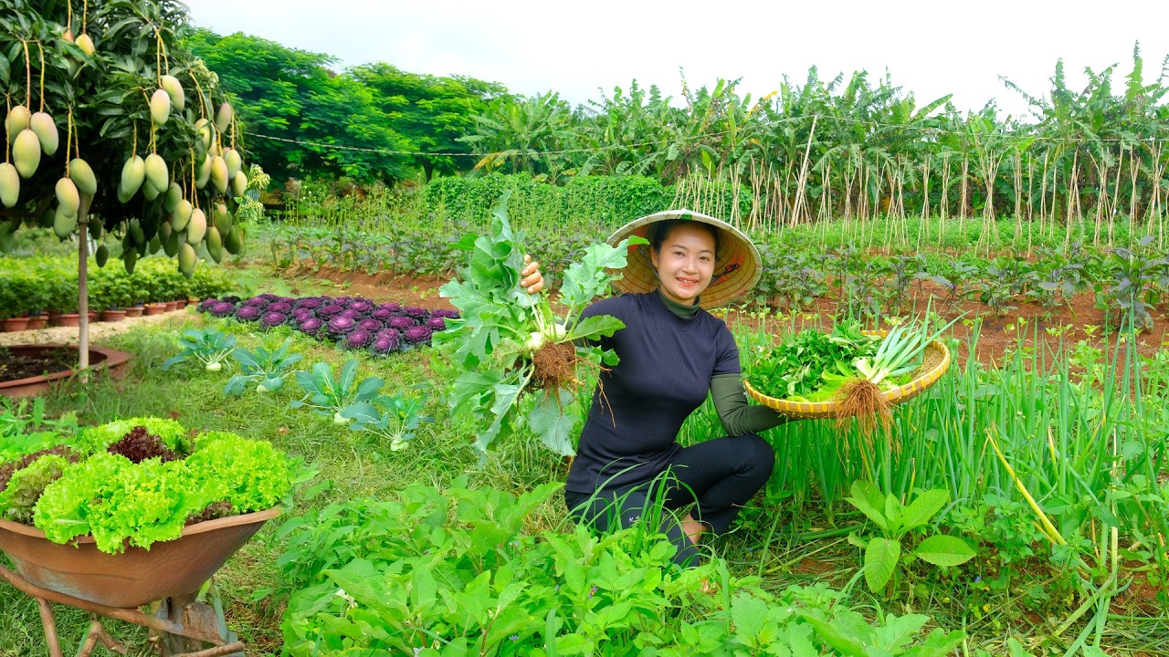 Harvest Mango To Sell At The Market – Harvest Garden Vegetables To Cook - Garden