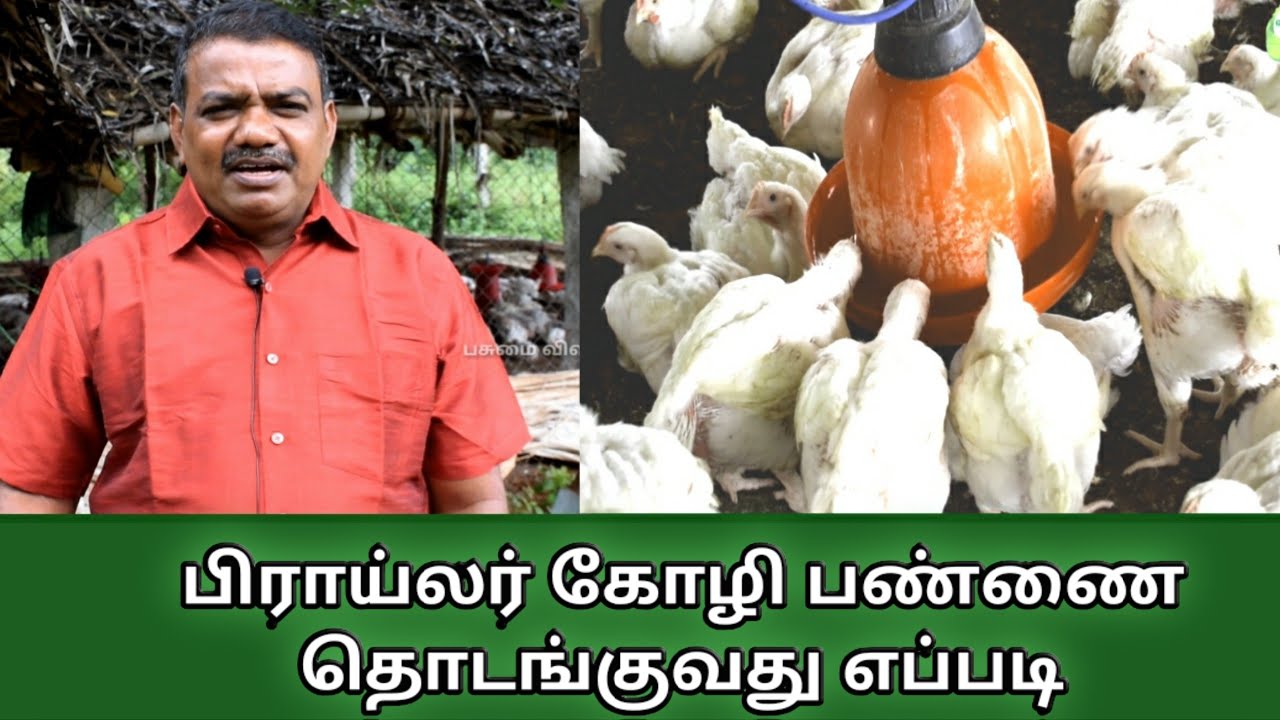 பிராய்லர் கோழி பண்ணை தொடங்குவது எப்படி | Broiler chicken farm