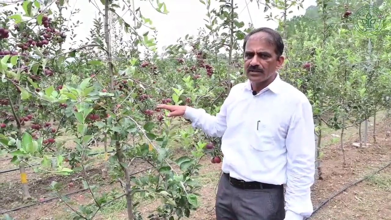 High Density Apple Plantation Part III | Training Systems | Vertical Axis| Tall & Slender Spindle