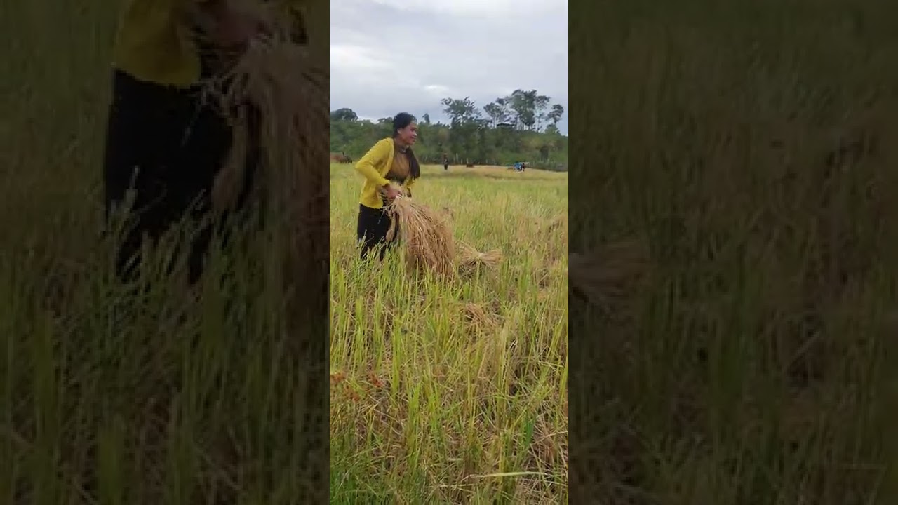 Beautiful Traditional Rural life Cambodia village harvest rice season