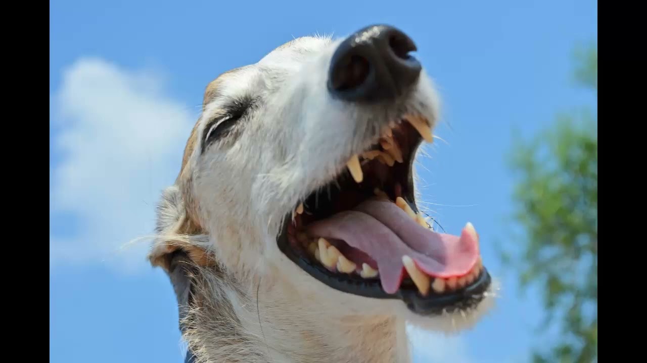 Auf den Hund gekommen: Callcenter-Agentin wird an die Leine genommen | Scambaiting