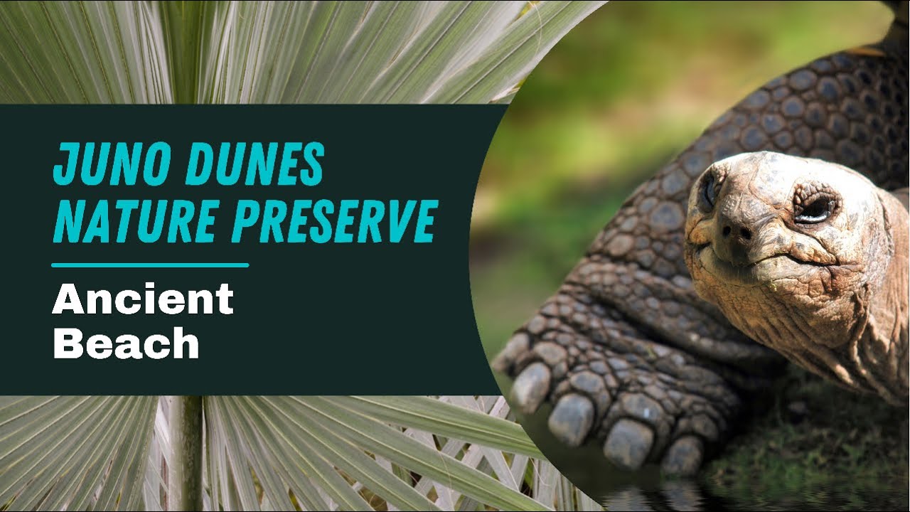 What Lies within the Ancient Sand Dunes in this Palm Beach Park?  #floridashelling