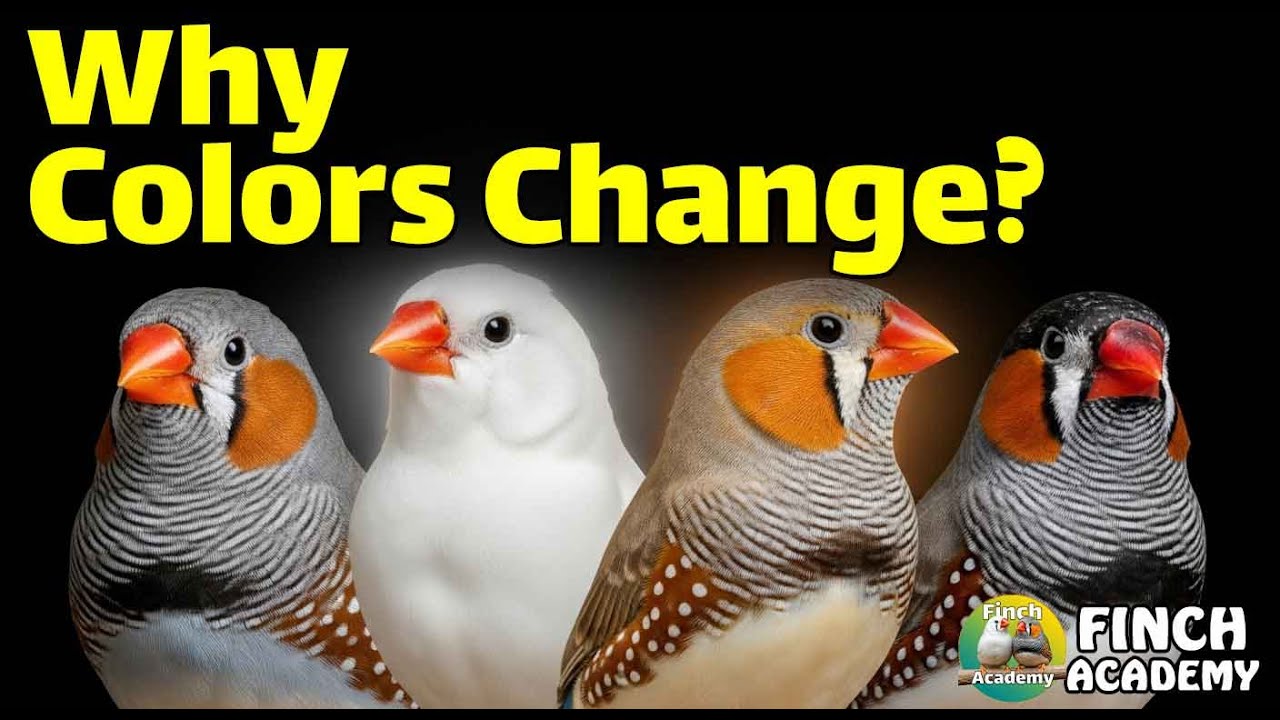 Zebra Finch Mutations Explained: Colors, Genes & Secrets