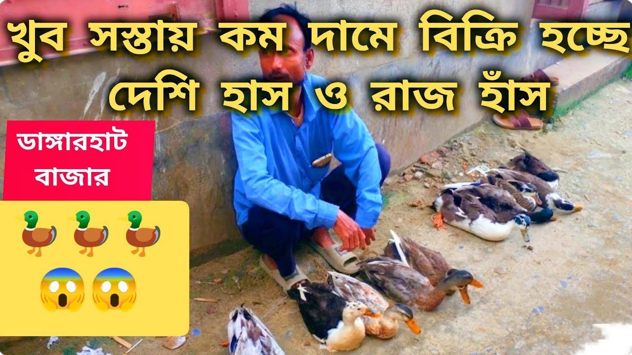 হাঁসের বাজার | খুব সস্তায় কম দামে বিক্রি হচ্ছে দেশি হাস ও রাজ হাঁস #হাসের_দাম আজকের বাজার