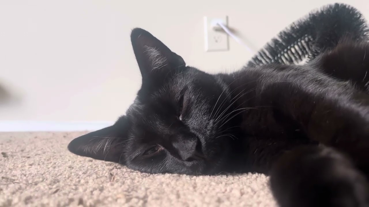sleepy mini panther!