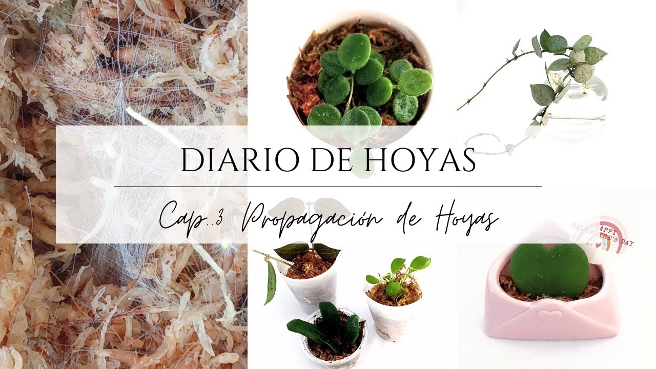 Diario de Hoyas/ Cap.3 Propagación de Hoyas (Semillas, Esquejes, Agua)