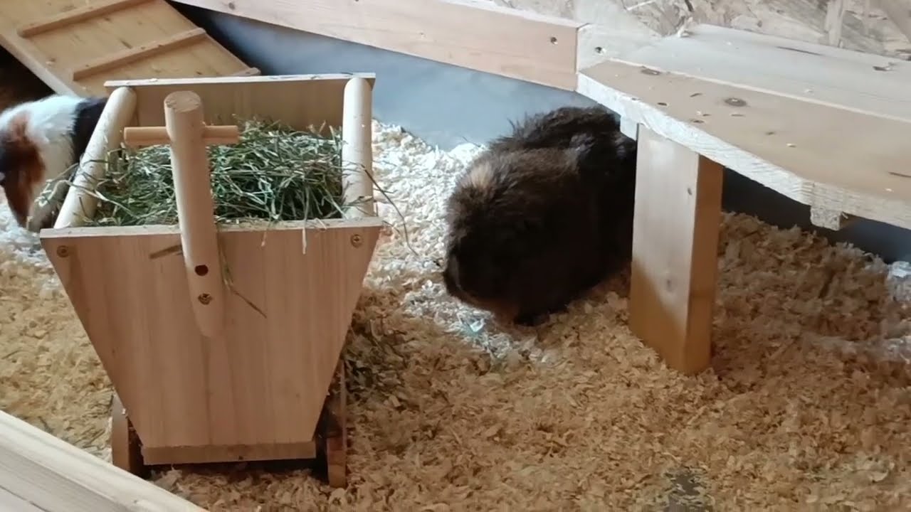 Meerschweinchen-Vergesellschaftung in voller Länge !