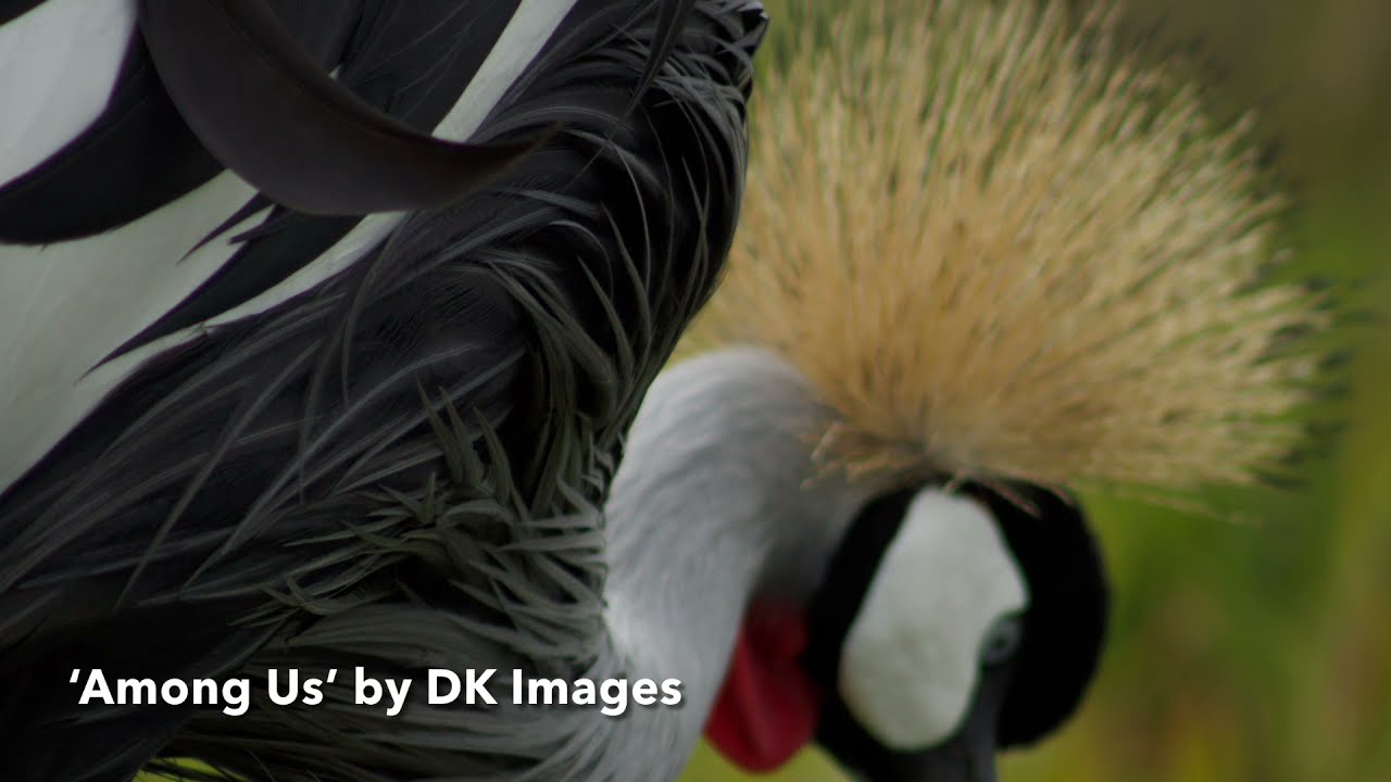 Among US by DK Images (Wildlife Photography Stills)