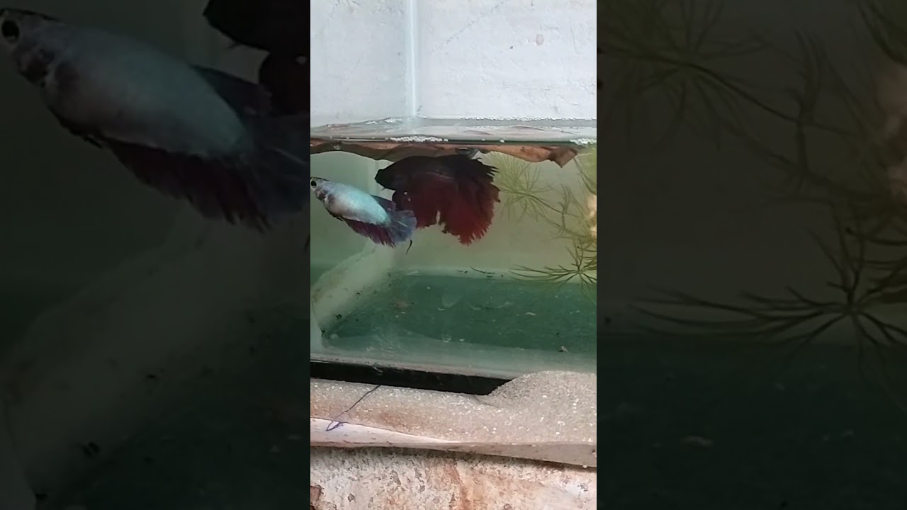 Day 1 #bettabreeding #freshwaterfish #aquariumfish #bettafish #exoticaquariumfish #bettabreeder