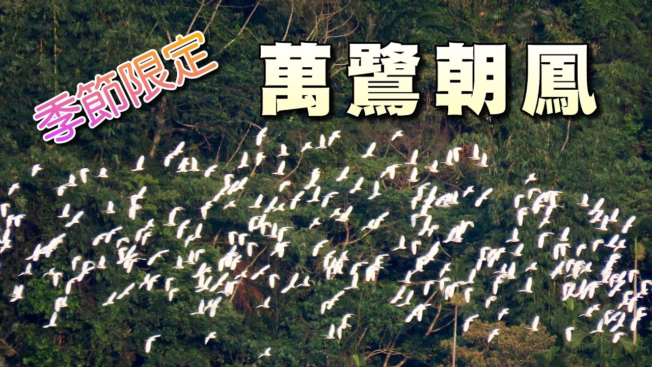 梅山鄉太興村季節限定《萬鷺朝鳳》