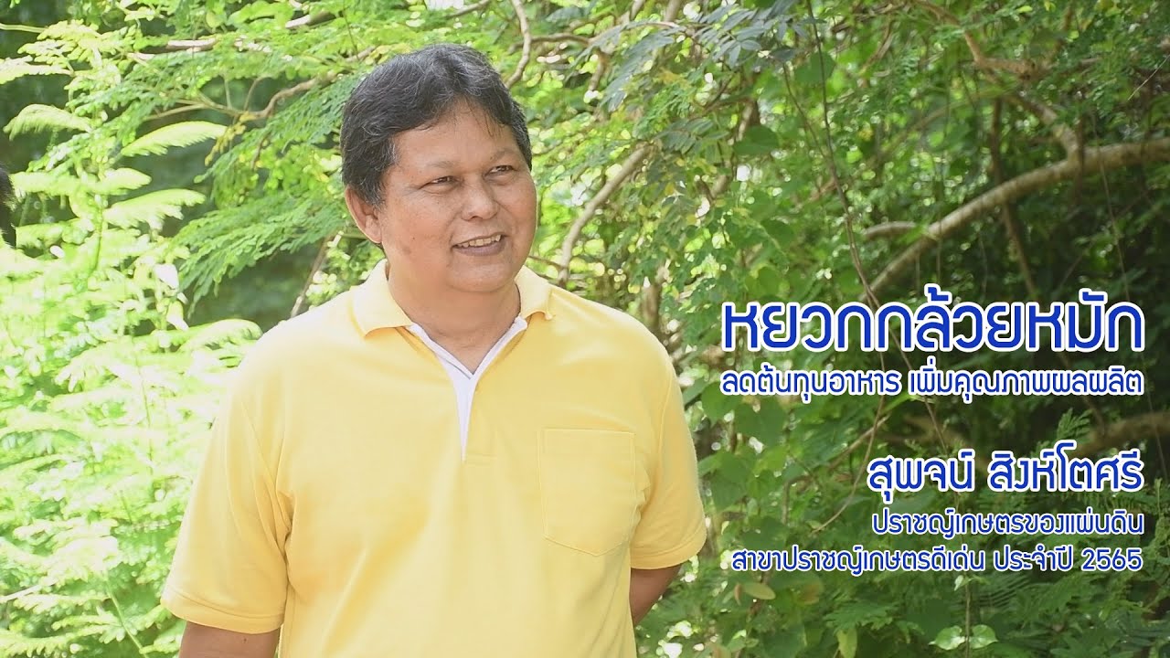 หยวกกล้วยหมัก  ลดต้นทุนอาหาร เพิ่มคุณภาพผลผลิต
