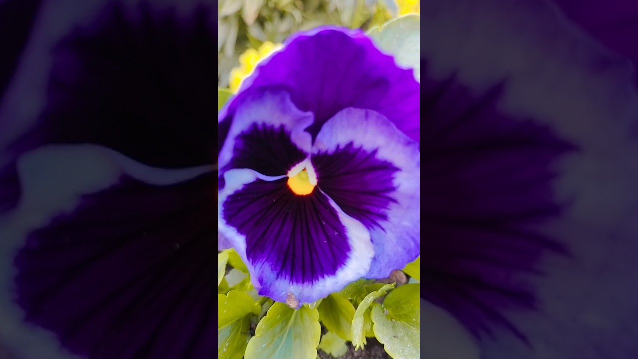 Beauty of Garden🏡 #flowers #flowergarden #homegarden #naturesbeauty #beautifulflowers #realbeauty