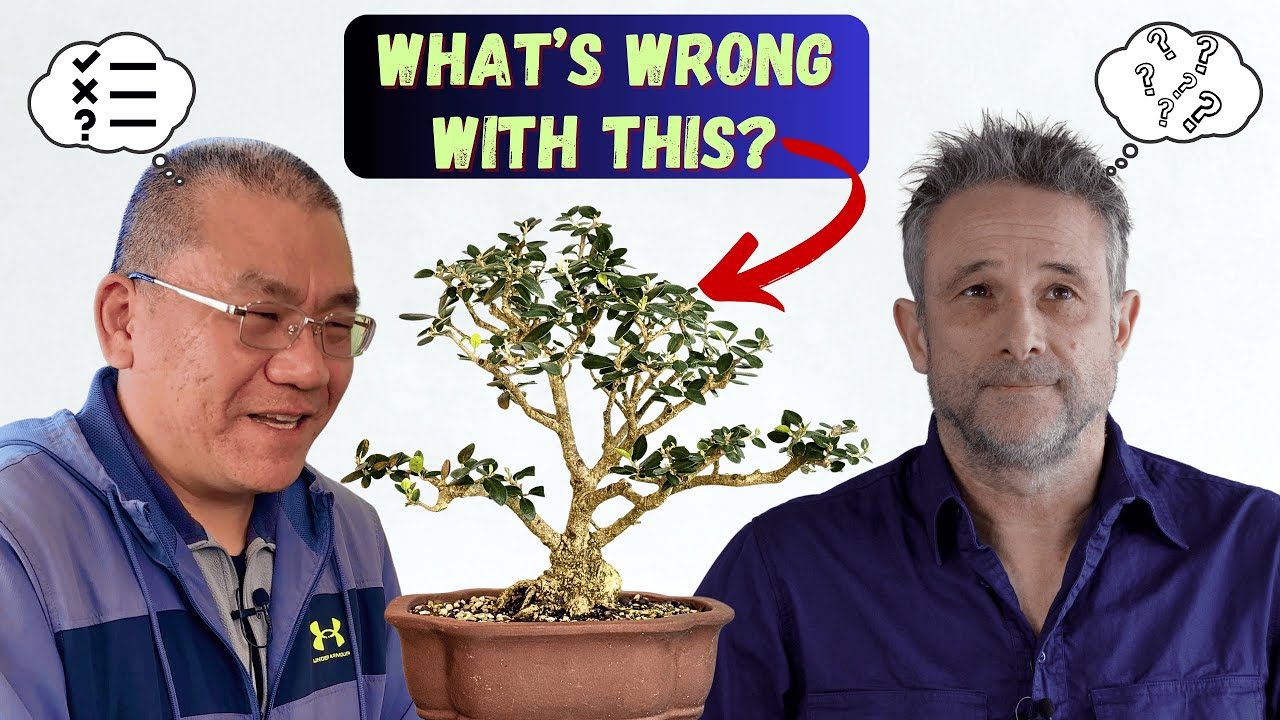 I Reviewed My Bonsai Mistakes… Then a Master Gave His Verdict
