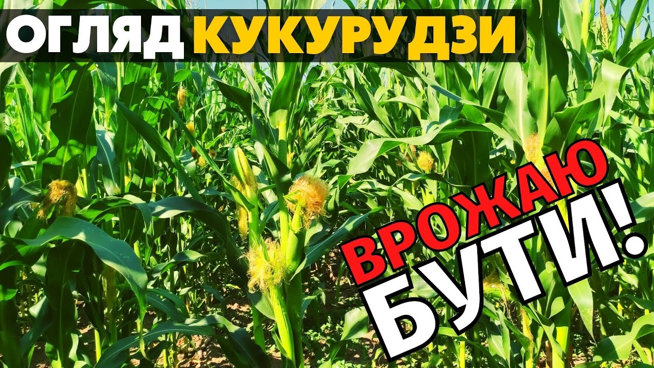 Огляд українських гібридів кукурудзи в сильну засуху. Меган, Ліберті, Тренд, ЕС Юнкай. ВРОЖАЮ БУТИ!