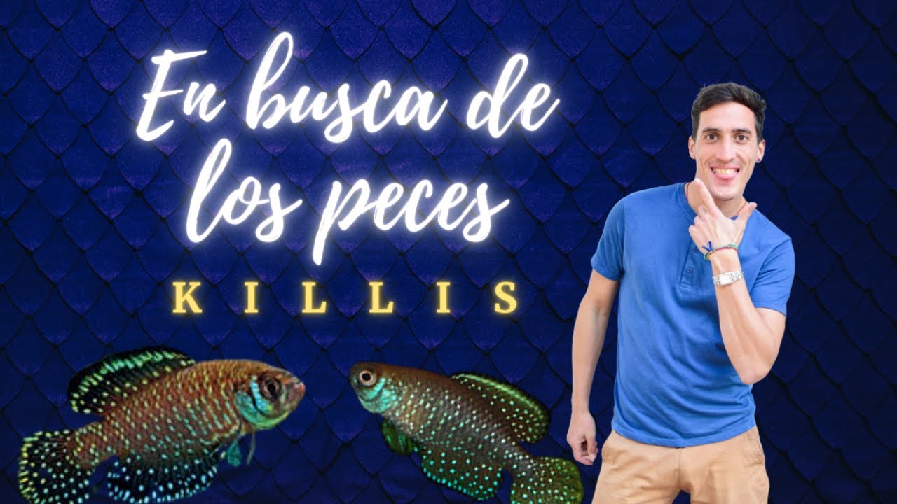 ¡ SORPRENDENTES PECES que SOLO VIVEN en CHARCOS de LLUVIA !