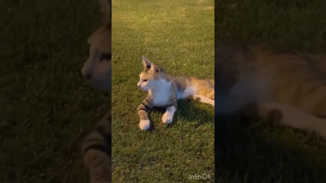 Catlove