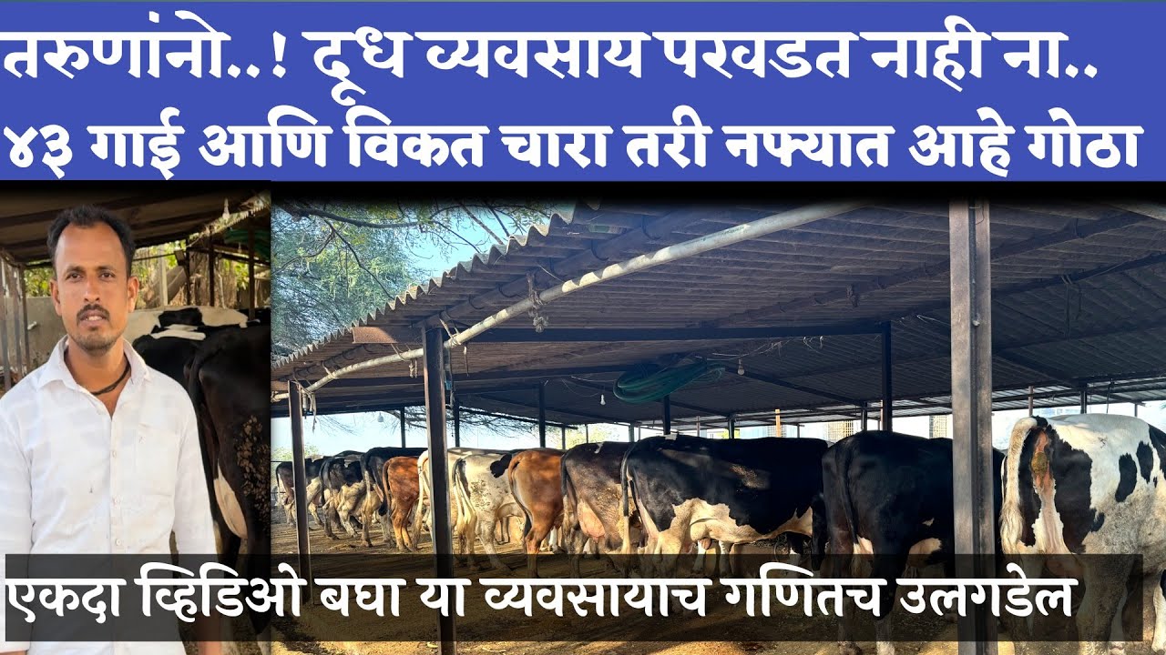 तरुणांनो..! दूध व्यवसाय परवडत नाही ना🤔 ४३ गाई आणि विकतचा चारा तरी नफ्यात आहे गोठा💯 एकदा व्हिडिओ बघाच