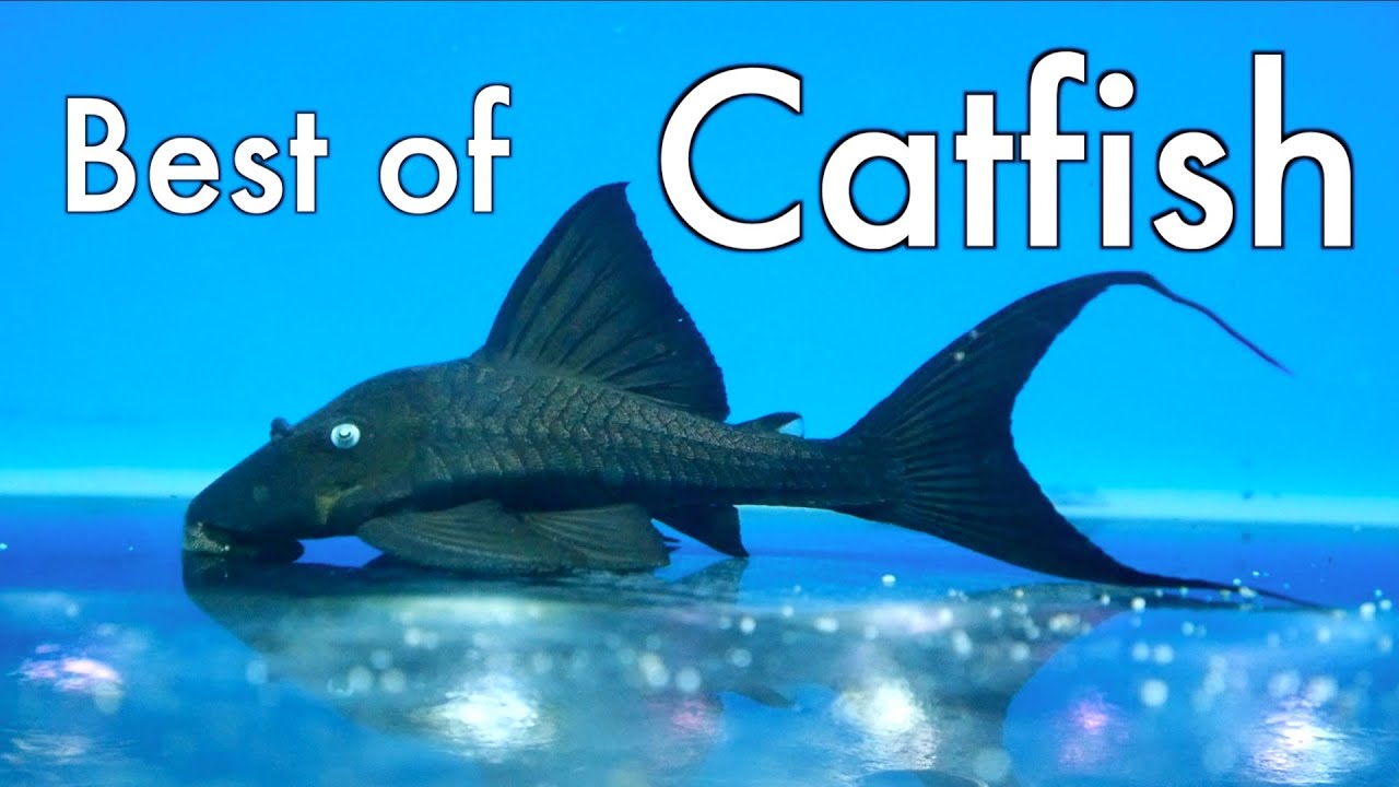 Maidenhead Aquatics Best of Catfish
