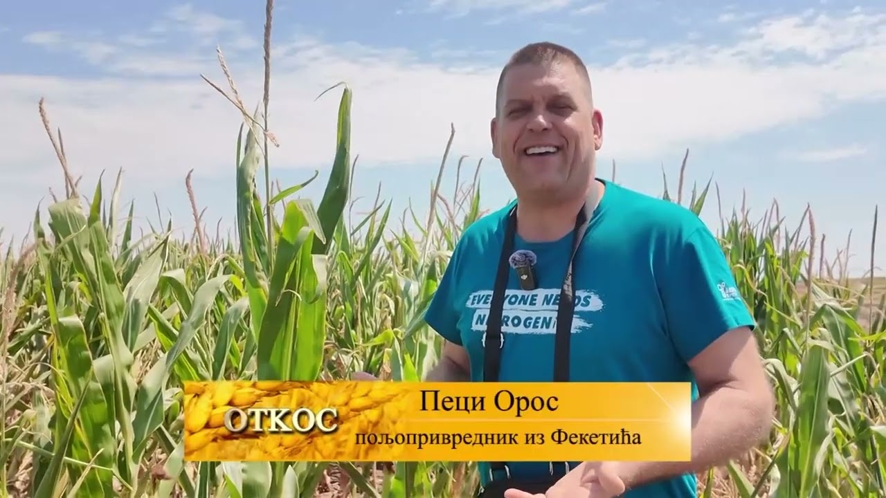IZNENADJEN SAM -ODAKLE CRPI VODU -CEO JUN NIJE BILO KAPI KISE- A VIDITE KAKO IZGLEDA KUKURUZ?