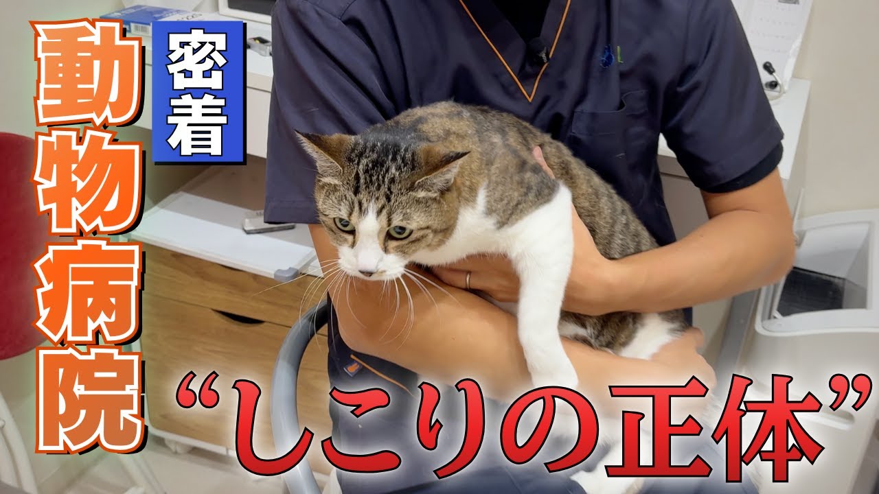 診察に来た猫ちゃんに密着　病気が見つかり手術が必要に…
