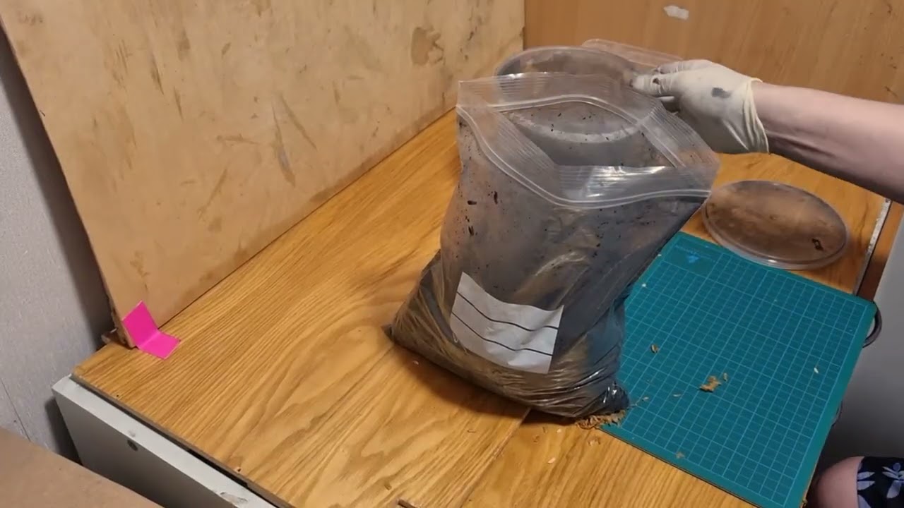 Coating rice hulls with black powder