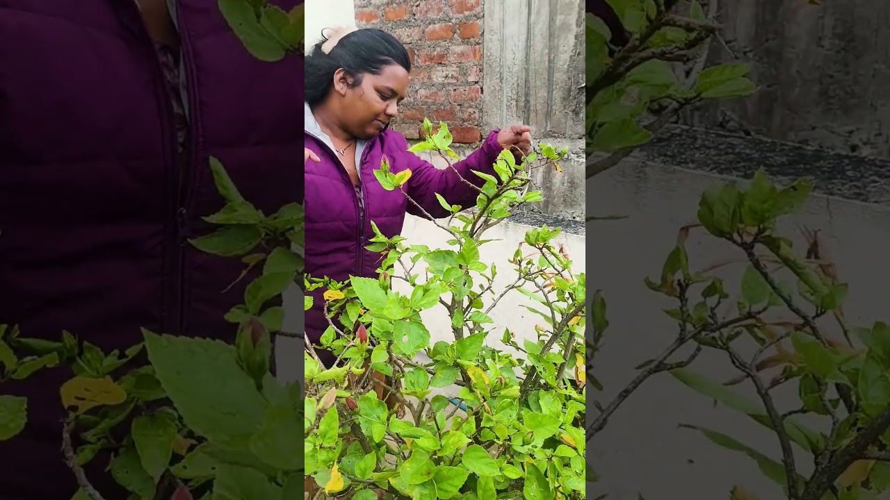 Flowering Stilumant Liquid 