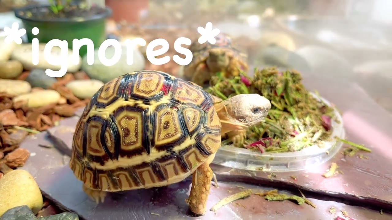 Wedneshay Shenanigans | Baby Leopard Tortoises