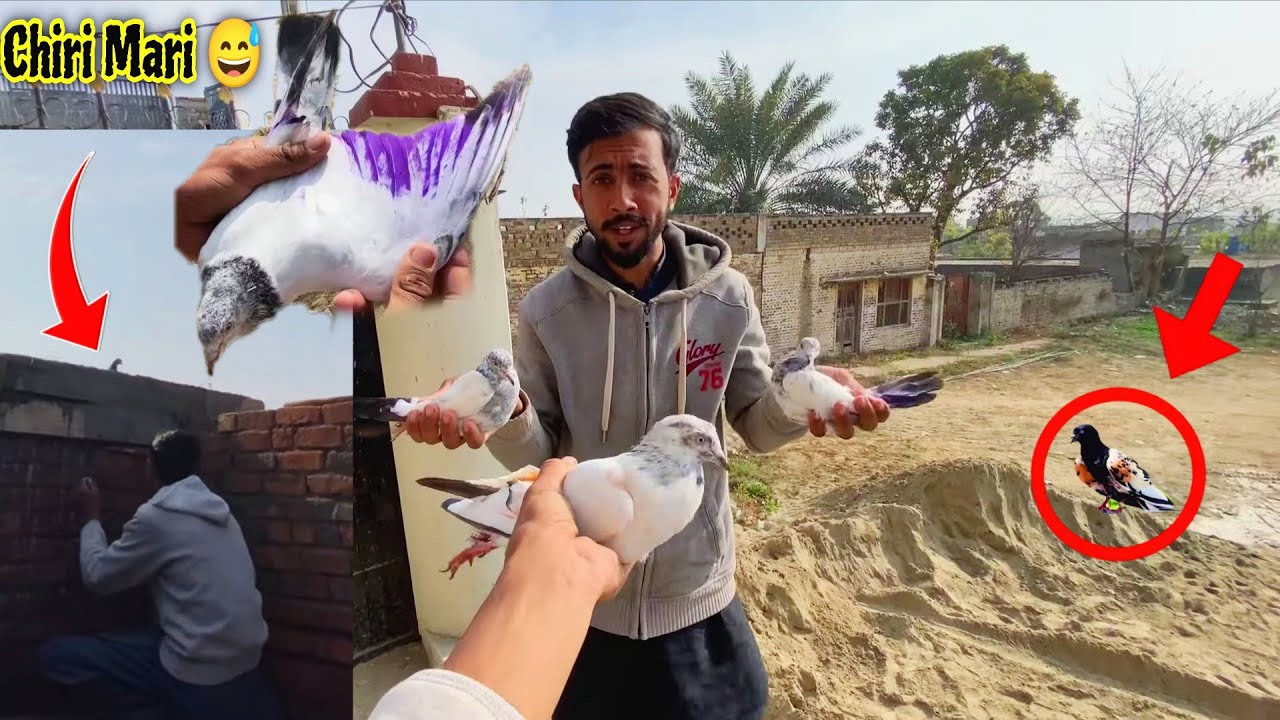 6_Кабутар Эк Сат Чат Пар Утре😃