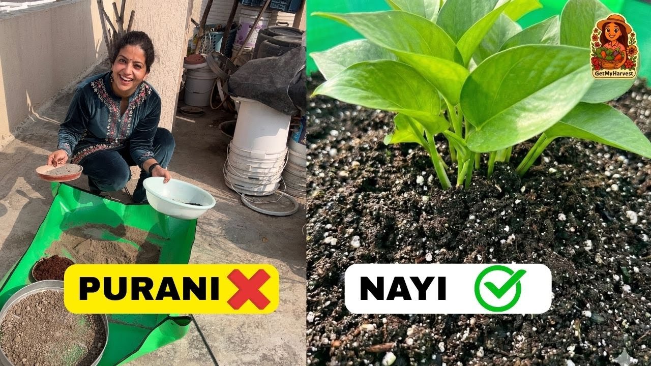 Potting Soil Revival: 3 Easy Steps to Reuse Old Mitti & Save Money