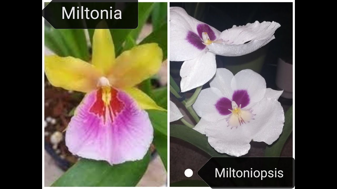 Orhideja Miltoniopsis VS Miltonia/ Da li su razlike bitne???