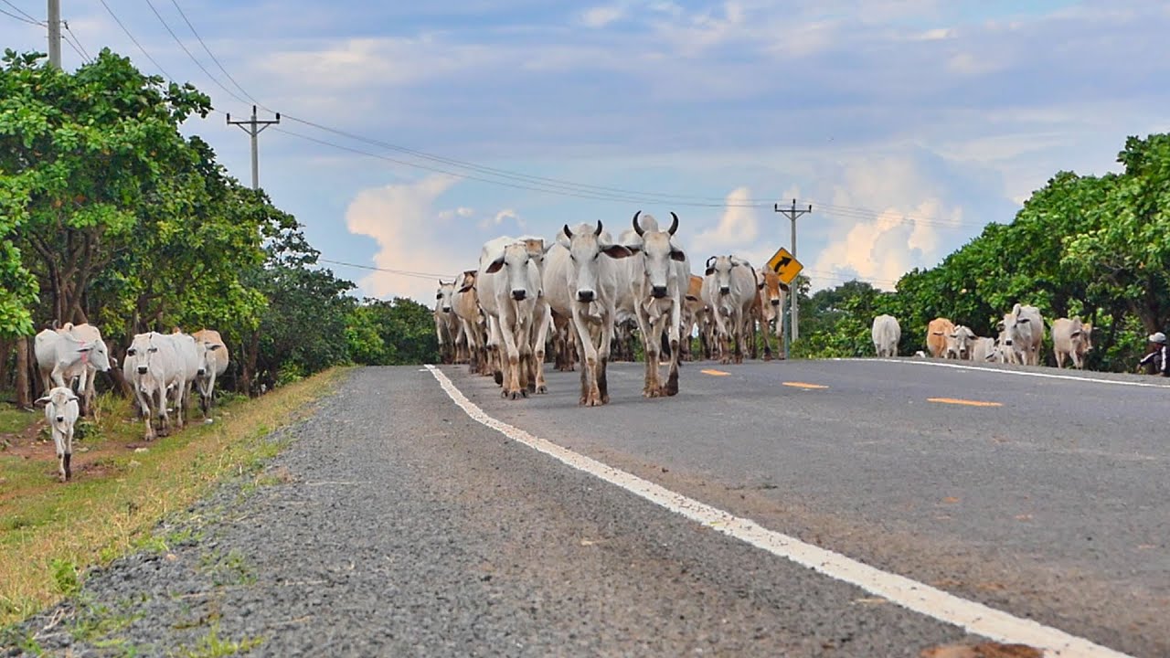 The indomitable spirit of cows marching in procession into the forest in search of food.
