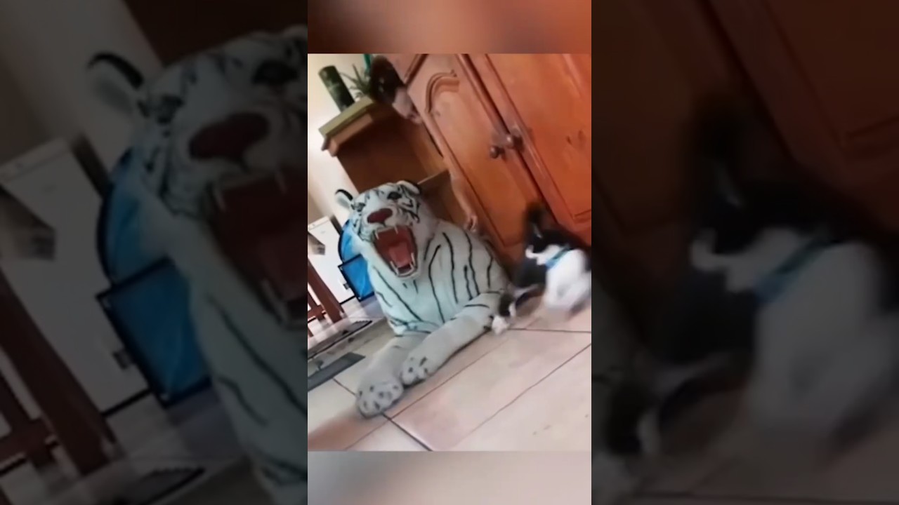 top singko kucing 