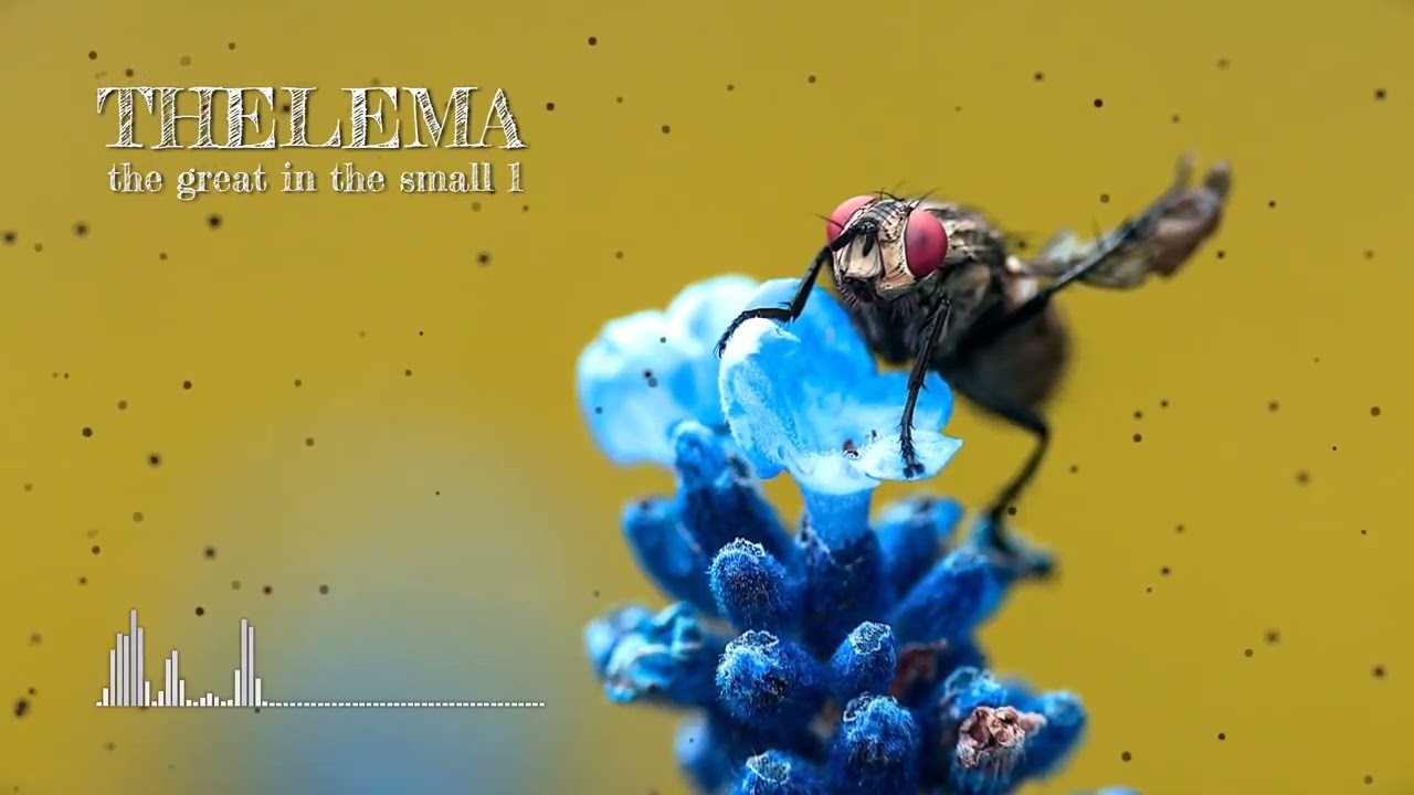 THELEMA - The Great In The Small 1 (KN02) Cineploit Distribution