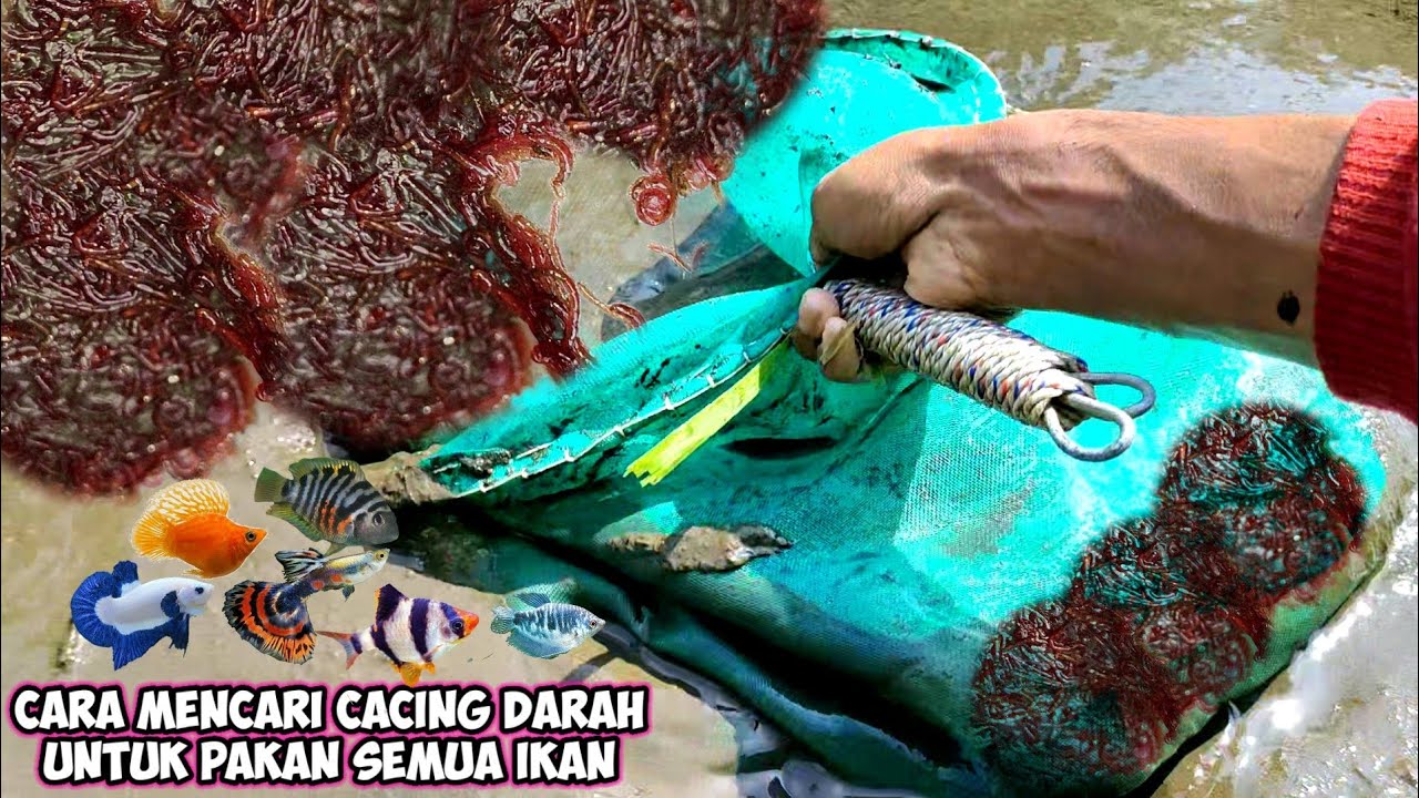 CARA MENCARI CACING DARAH UNTUK PAKAN SEMUA IKAN HIAS