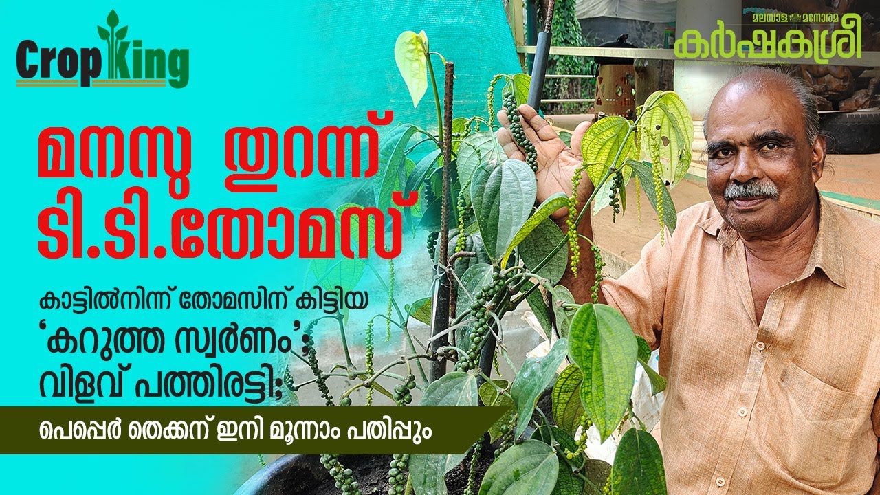 തോമസിന് കിട്ടിയ ‘കറുത്ത സ്വർണം’; വിളവ് പത്തിരട്ടി; പെപ്പെർ തെക്കന് മൂന്നാം പതിപ്പും | Pepper Thekken