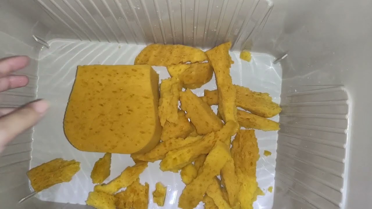 First Sponge Ripping #pinesol