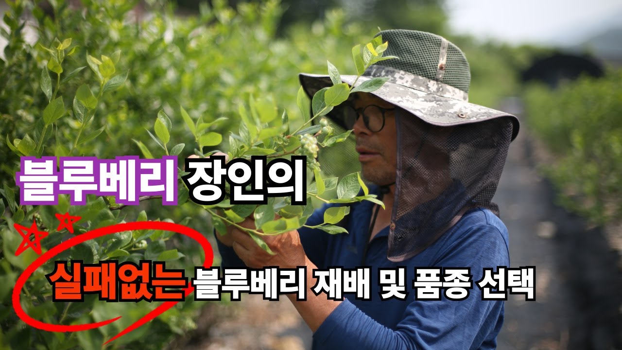 긴말 필요 없는 농사 경력20년 농부님의 블루베리 품종과 특징