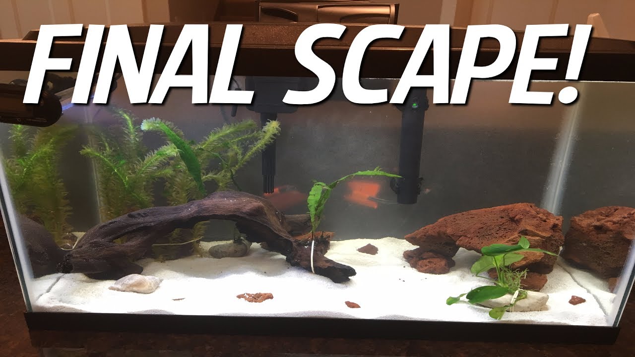 Final Aquascape- Finishing my aquarium aquascape! New plants!