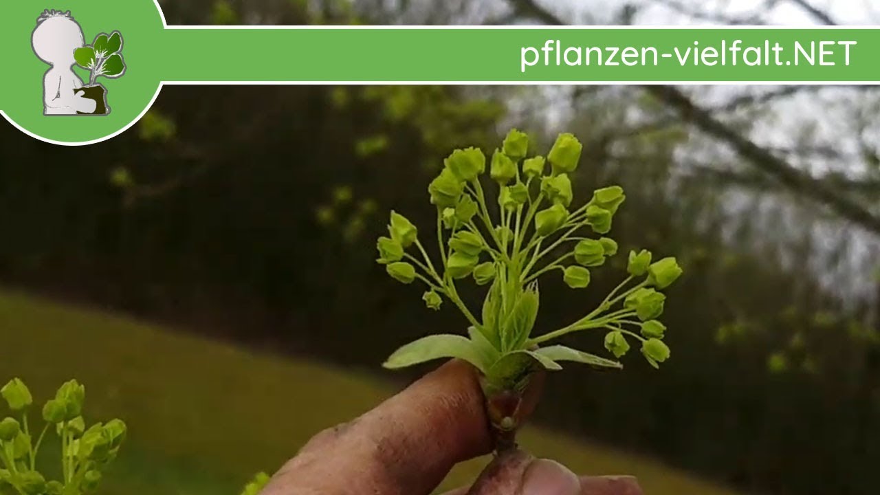 Spitzahorn - Austrieb - 10.04.18 (Acer platanoides) - Baum-/Strauch-Bestimmung