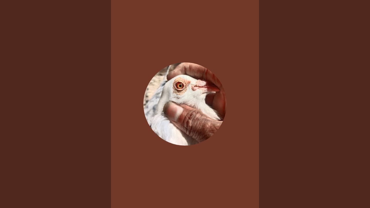 GULLU GEMING 8X is live
