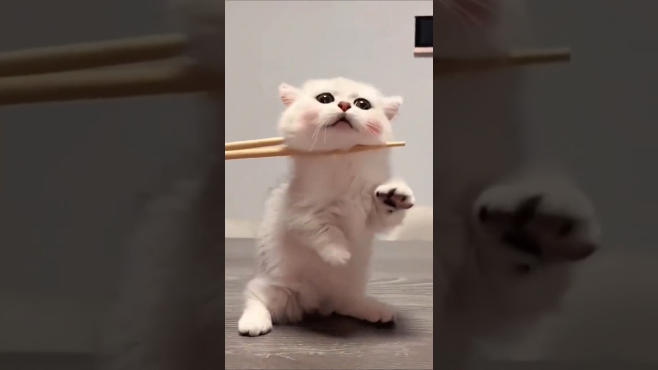 Baby Kitty 🐾 | 赤ちゃん猫 |  
