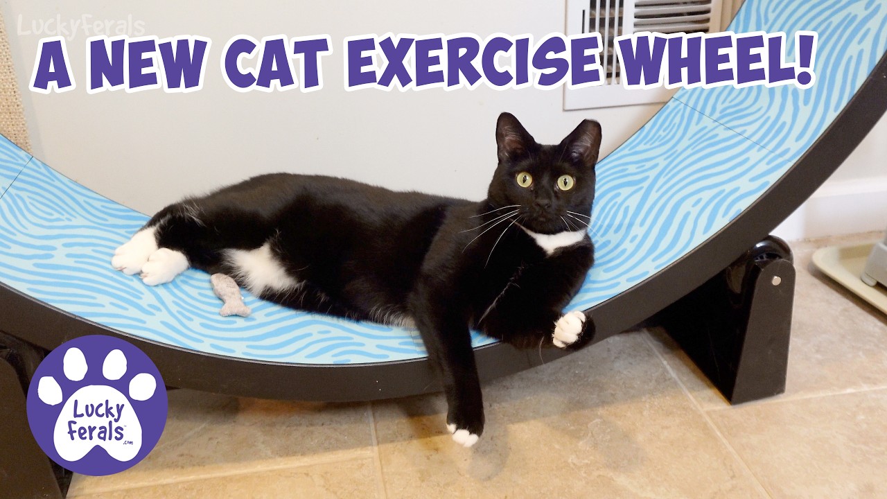 Watch Sammy Discover Her New Cat Wheel! 🐈&zwj;⬛ One Fast Cat Exercise Wheel Gen 7 Review