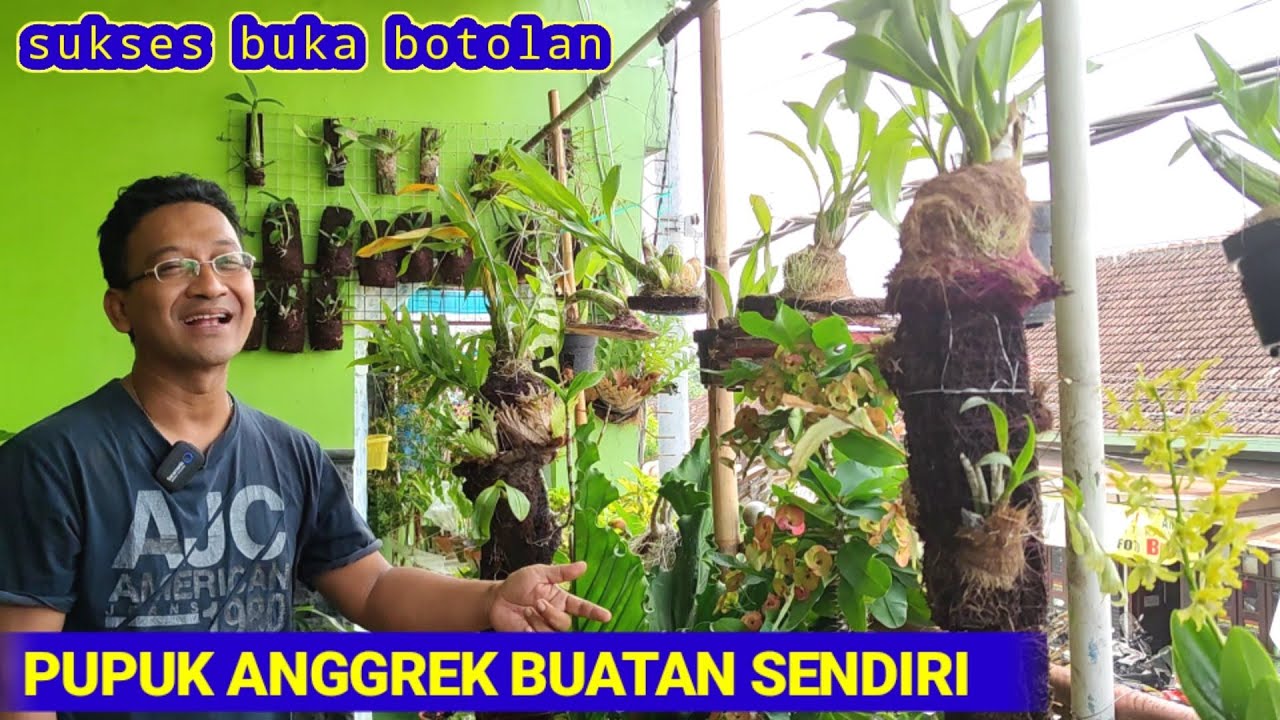 WOW, PUPUK BUATAN SENDIRI MEMBUAT ANGGREK SUBUR & RAJIN BERBUNGA